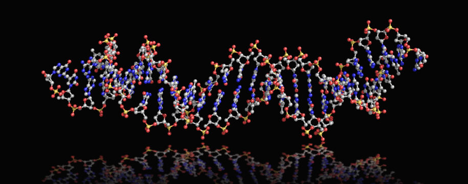 Aptamer